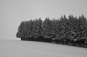 Forêt B&W